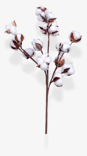 Cotton Spray 30 1 Copy - Twig #3387973