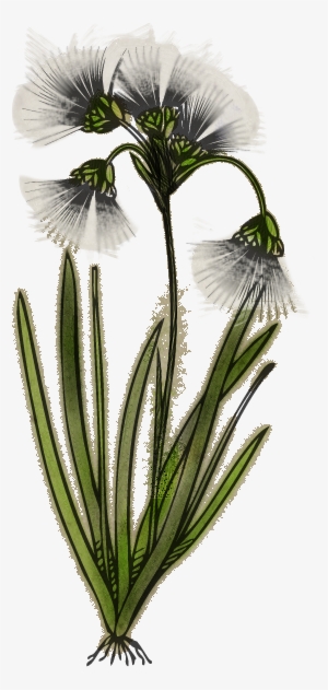 Tundra Cotton - Coton Sauvage Skyrim #3388048