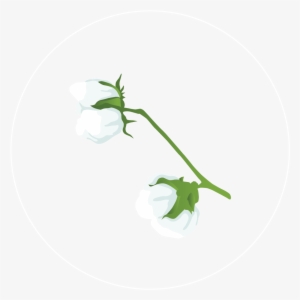 Cotton Value Chain Comprehensive Agriculture And Rural #3388150