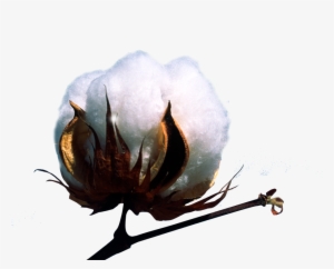 Machines Form Harvested Cotton Into Round Or Rectangular - Infographic #3388505