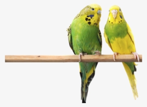 Food Selections - Budgerigars Birds #3388722