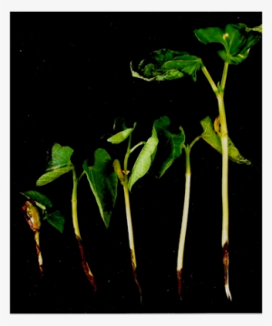 Seedlings Infected With R - Tree #3388832