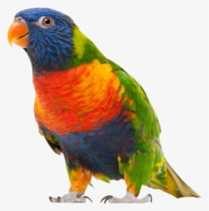 Visit Scholastic, The World's Largest Children's Book - May We Borrow Your Language By Philip Gooden #3388981