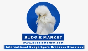 Budgie Market - Budgerigar #3389007