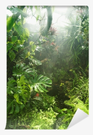 Papier Peint Style Foret Tropical #3389008
