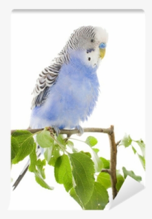 Budgerigar #3389009