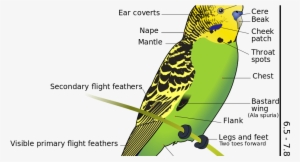 Çekoslavak Muhabbet Kuşu Özellikleri #3389221