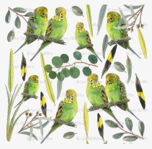 Budgies - Parrot #3389262