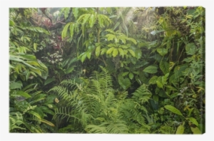 Green Tropical Background Rainforest Canvas Print • - Eheim Desert Sand Namibia Para Terrarios 2.5 Kg #3389460