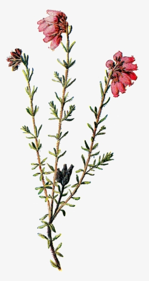 Vintage Scrapbooking Wildflower Clip Art Of Flower - Vintage Wild Flowers Png #3391671