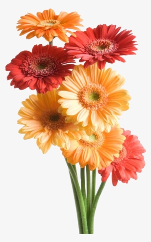 Gerbera Flowers Images Png #3391723