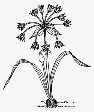 Black And White Wildflower Flora Plants - Plants In The Wild Black And White Clipart #3391726