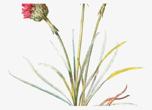 Wildflower Clipart Botanical Illustration - Clip Art #3391857