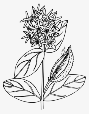 Flower, Plant, Wild, Wildflower - Milkweed Black And White #3391881