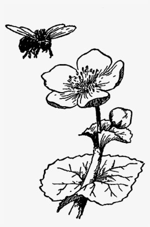 Digital Wildflower Downloads - Flower And Bee Illustration #3391992