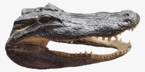 Gator Head - Buzzard Billy's #3393481