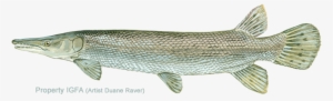Alligator Gar #3393851
