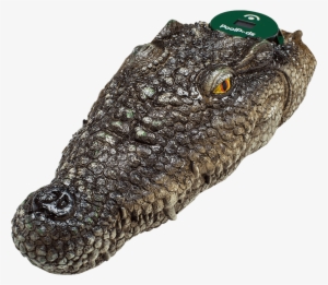 $99 - Nile Crocodile #3394040