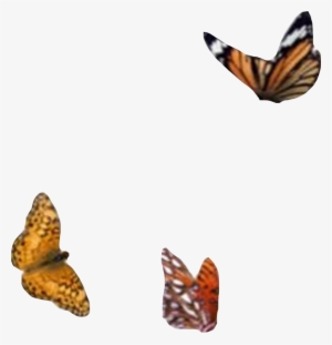 Png Aesthetic Moodboard Filler Butterfly Monarch Sticke - Picsart Photo Studio #3394194