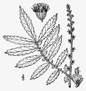 Agrimonia Parviflora Drawing - Agrimonia Parviflora #3399975