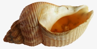 Free Png Seashell Png Images Transparent - Seashell Png #340668