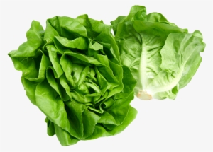 Butterhead Lettuce Png Image - Lettuce Png #340670