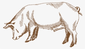 Duroc Pig Drawing - Pork Sketch #340850