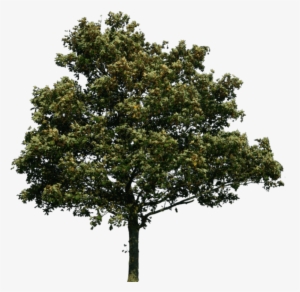 Free Png Tree Png Images Transparent - Tree Png #341407