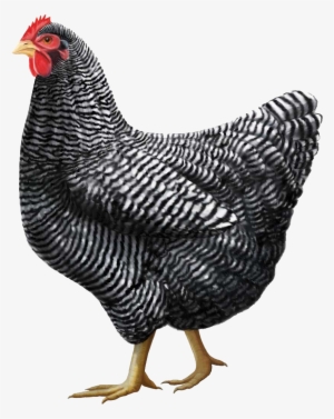 Gray Chicken Png Image Clip Art Library - Plymouth Rock Chicken #341580