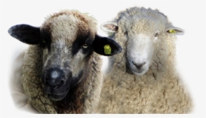 Sheep #343062