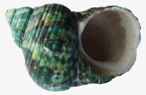 Sea Shell Ocean Beach Vacation 1325879 - Mollusc Shell #343230