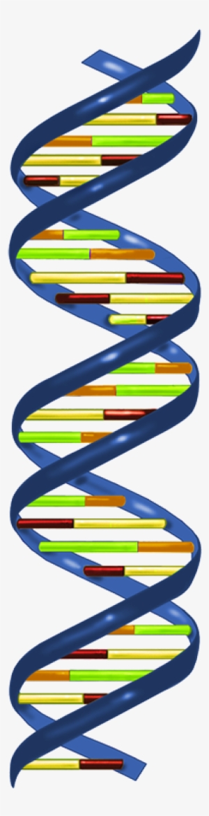 In Most Organisms, The Primary Genetic Material Is - Rna Polymerase Makes Mrna #343264