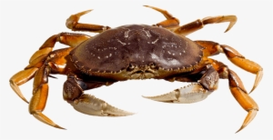 Dungeness Crab Png Clipart Free - Transparent Crab Png #343479