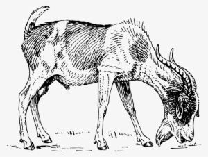 How To Set Use Goat Clipart #343550