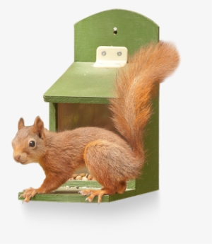Is To Give Squirrels Their Own Supply Of Food - Fox Squirrel #343740