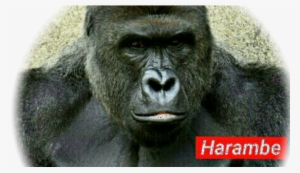 Model Image T Shirt - Harambe 2016 #344239