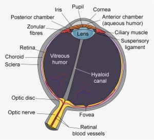 Schematic Diagram Of The Human Eye En-edit - Diagram Of The Eye - Free ...