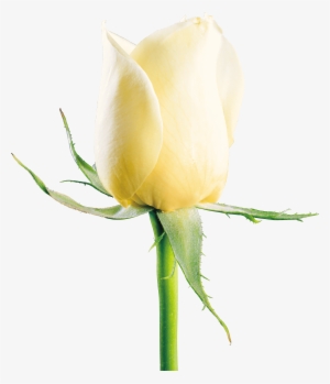 White Rose Png #344545