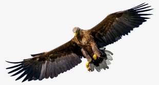 Bird Of Prey Eagle United States Family - Bird Of Prey Silhouette #344932