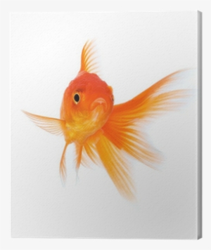 Goldfish #345620