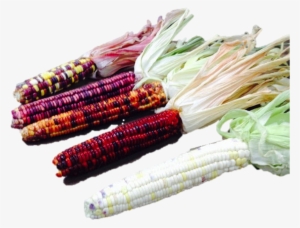 Group Of Corn #345866