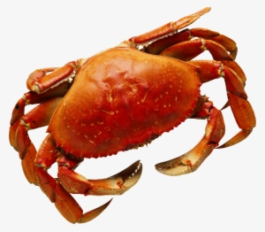 Crab In Png #345934
