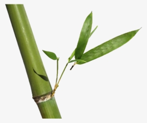 Bamboo & Rosehip Natural Foaming Facial Scrub #346039