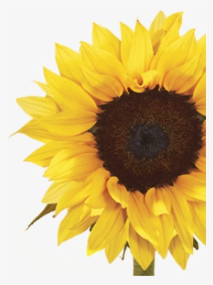 Sunflower - Sunflower Painting Png #346206