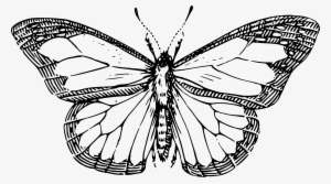 Butterfly Black And White Butterfly Clipart Png - Line Drawing Of A Butterfly #346288