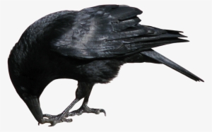 Crow Png #346515