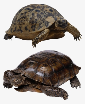 Turtle Isolated Tortoise #347372