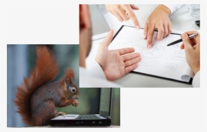 Squirrel - Eurasian Red Squirrel #347394