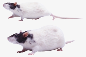 Transparent Background Rat Png #348215