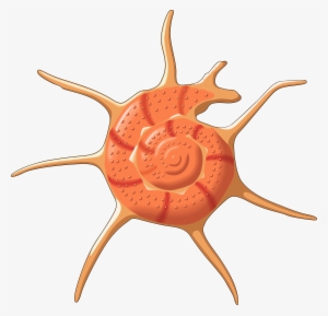 Free Icons Png - Vector Seashell Png #348368